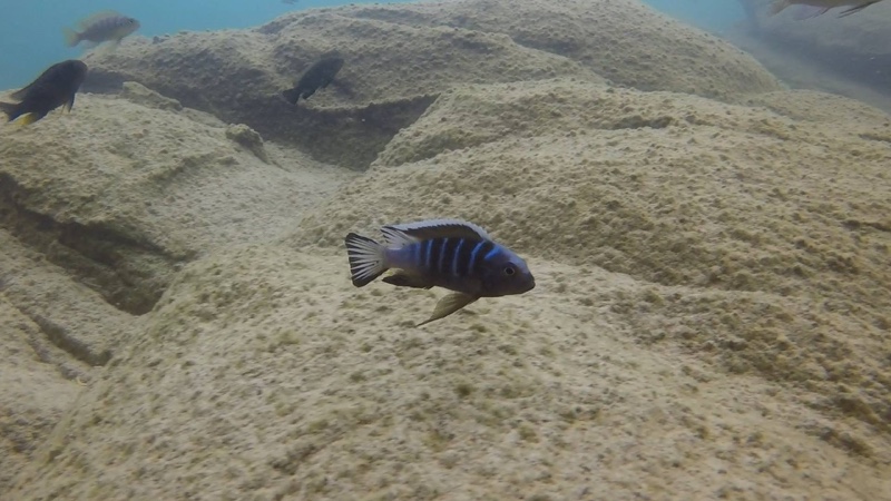 Maylandia sp. 'kingsizei masimbwe' Masimbwe Island